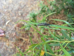 Rhinotia suturalis