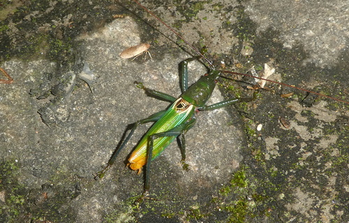 Genus Gallienia · iNaturalist