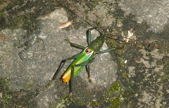 Agraeciini