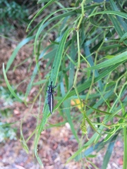 Rhinotia suturalis