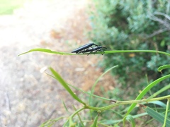 Rhinotia suturalis