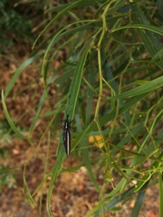 Rhinotia suturalis
