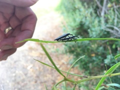 Rhinotia suturalis