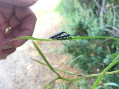 Rhinotia suturalis
