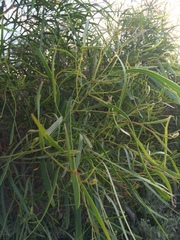 Acacia rostellifera