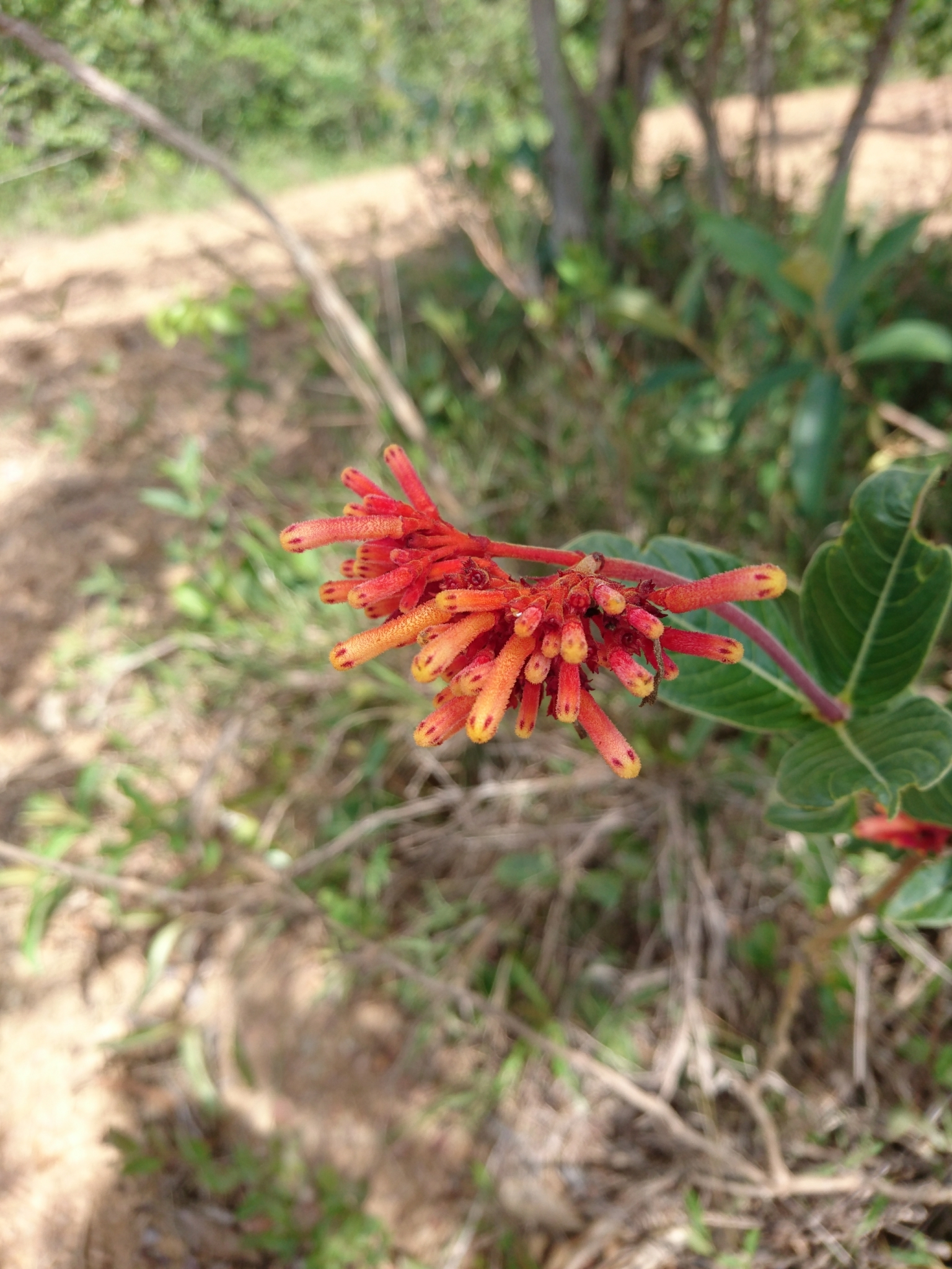 Palicourea officinalis