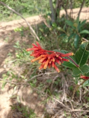 Palicourea officinalis