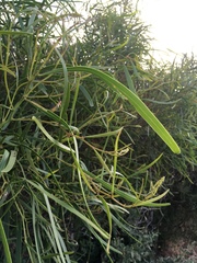 Acacia rostellifera