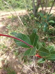 Palicourea officinalis