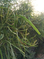 Acacia rostellifera