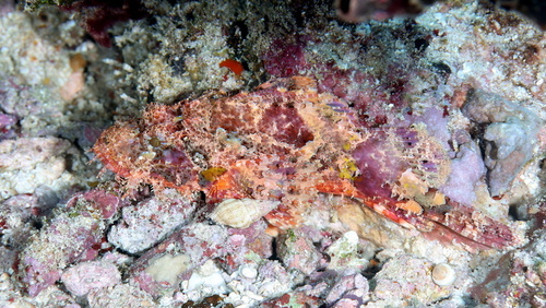 Scorpaenopsis eschmeyeri observed 2025-09-28