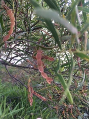 Acacia rostellifera