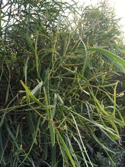 Acacia rostellifera