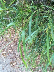 Acacia rostellifera