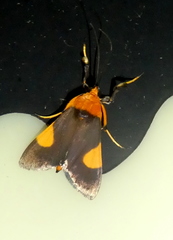 Ulopeza