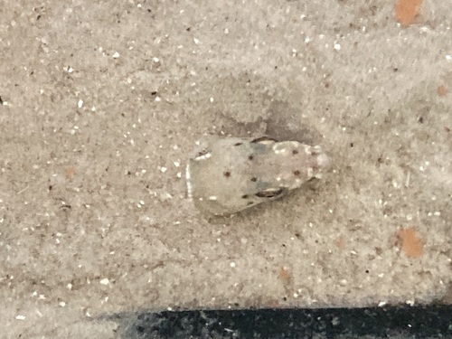 Palespotted Eel