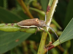 Rhytiphora decipiens