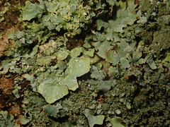 Parmelia ernstiae