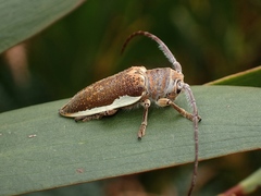 Rhytiphora decipiens