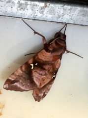 Maassenia heydeni