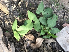 Typhonium trilobatum