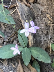 Pseuderanthemum latifolium