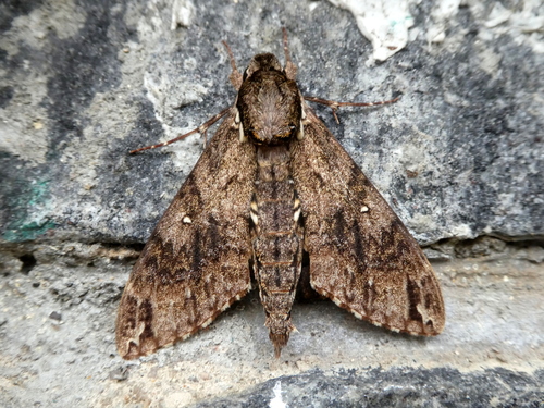 Panogena lingens