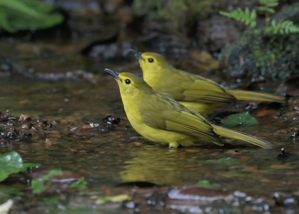 Yellow-Browed Bulbul