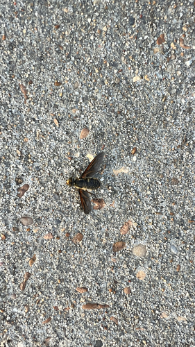 Unknown species found near Washington St, Cleveland, MS, US