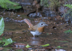 Cyornis pallidipes
