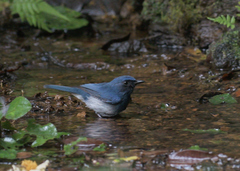 Cyornis pallidipes