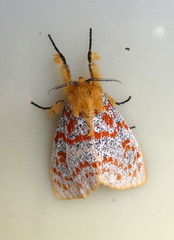 Mpanjaka gentilis