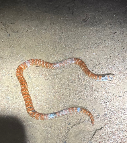 Eastern Shovel-nosed Snake sighting