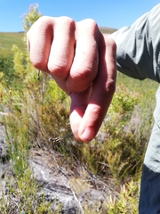 Chlorolestes conspicuus