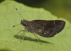 Cymaenes trebius
