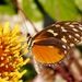 Mariposa Tigre Cola Larga - Photo (c) shirdipam, algunos derechos reservados (CC BY-NC), subido por shirdipam