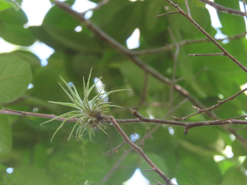 Tillandsia erubescens, photograph 5