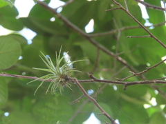 Tillandsia erubescens, photograph (c) Ulises Pinedo, some rights reserved (CC BY)