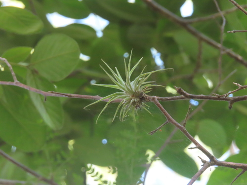 Tillandsia erubescens, photograph 4