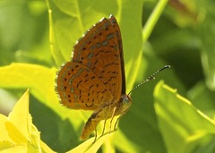 Calephelis argyrodines