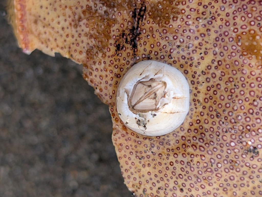 Solidobalanus hesperius