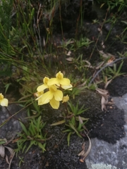 Disa aurata