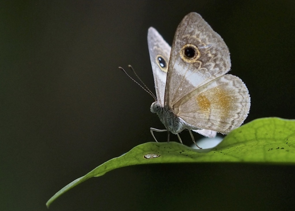 Perophthalma lasus