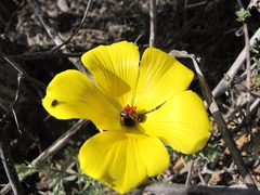 Balbisia peduncularis