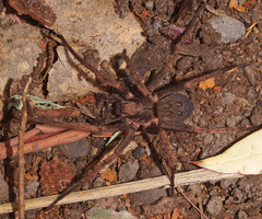 Uliodon albopunctatus