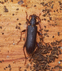 Callidiopis scutellaris