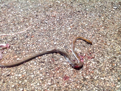 Mastigodryas melanolomus