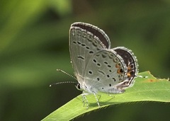 Cupido comyntas texana