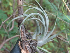 Tillandsia erubescens, photograph (c) Ulises Pinedo, some rights reserved (CC BY)