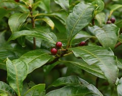 Rauvolfia verticillata